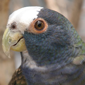White-crowned Parrot